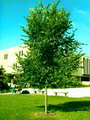معرفی و راهنمای پرورش درختان زینتی - نارون